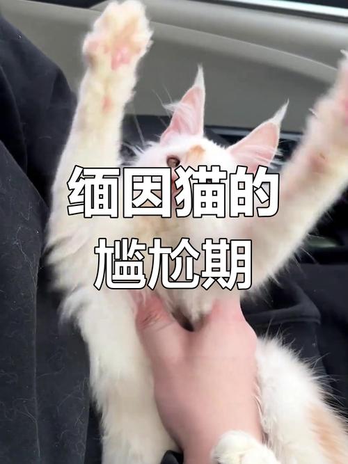 德文尴尬期在几个月一岁了还秃正常吗