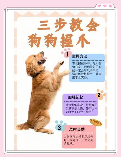 怎么教狗狗拿东西给主人