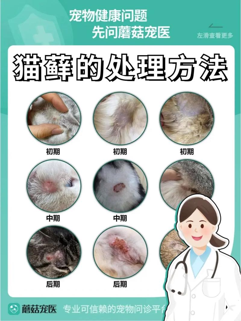 孟加拉猫幼崽得了猫藓,怎样才能彻底治愈?