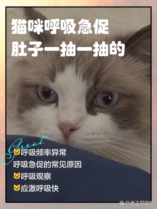 猫咪呼吸急促肚子一抽一抽的是怎么回事