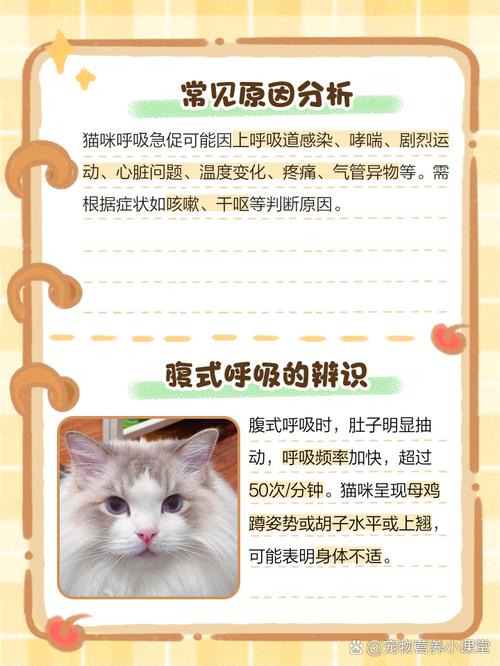 猫咪呼吸很急促,肚皮一抽一抽的