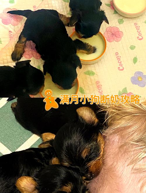 小狗断奶需要几天断掉