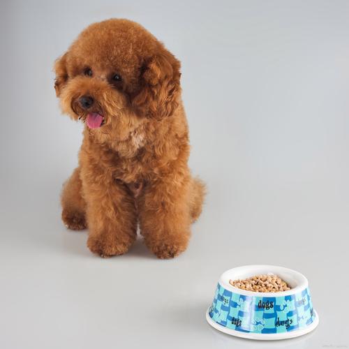 泰迪狗可不可以吃桃子