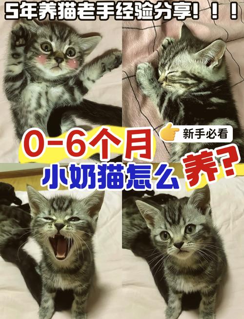 小猫一天喂几次奶