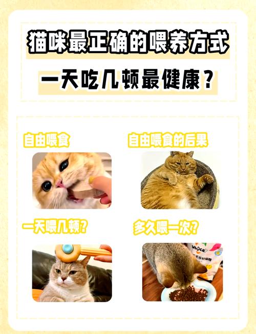 猫咪几个小时喂一次