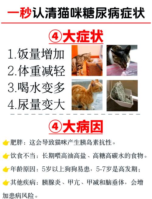 猫猫常见的一些疾病介绍