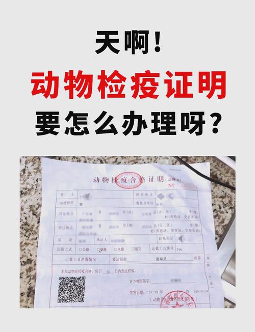 狗狗免疫证怎么办