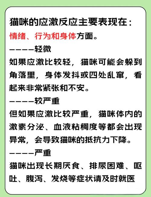 猫咪被吓到后该怎么安抚呢?