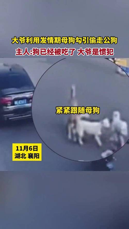 狗狗发情期一般多少天结束了呢?