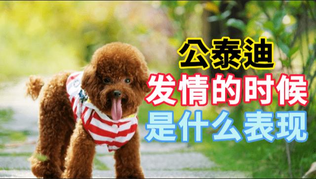 公犬发情期大概持续多久