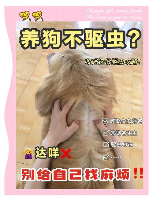 泰迪不驱虫会怎么样啊