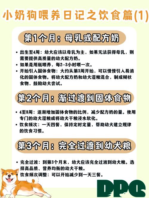 满月的小狗吃什么食物