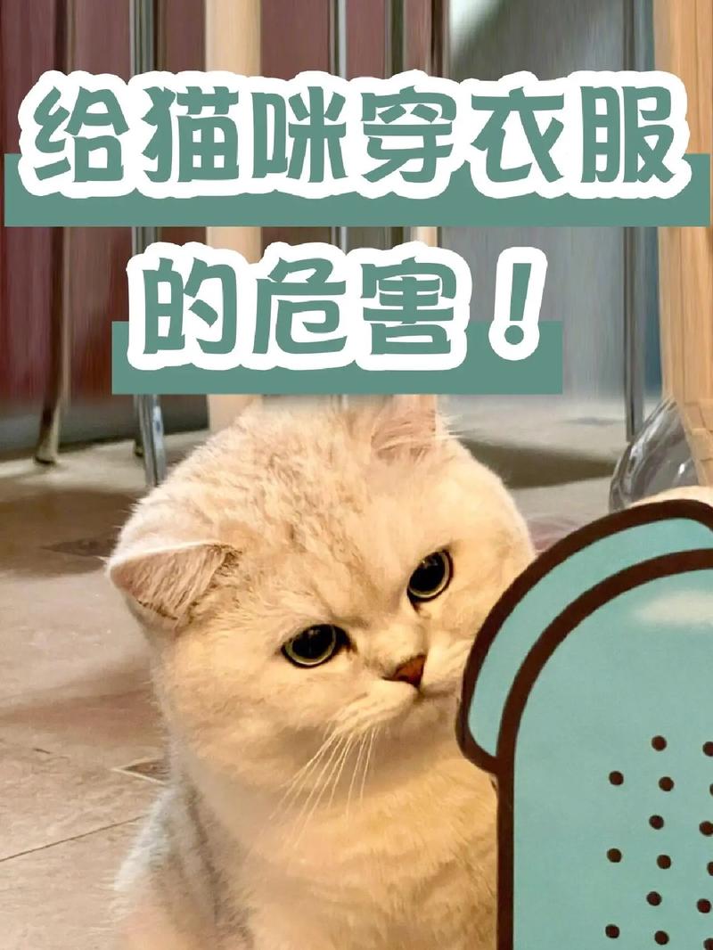 流浪猫咪需要衣服嘛为什么