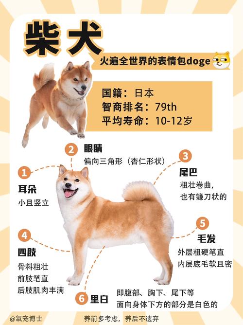 柴犬名字大全