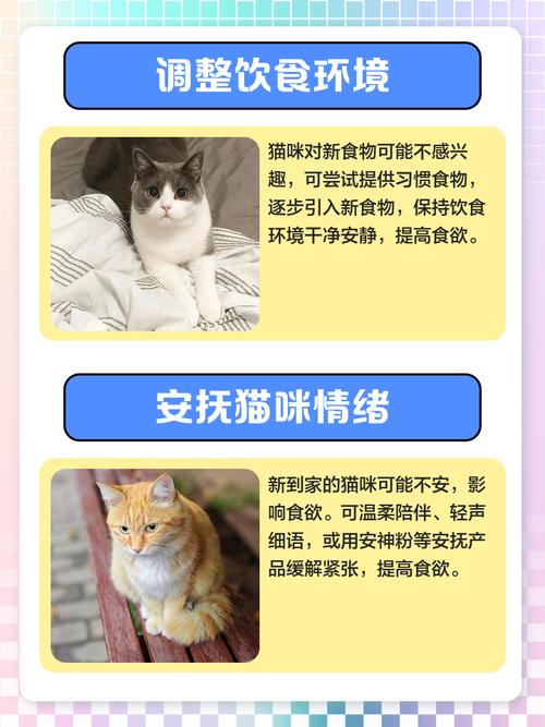 猫咪没精神不吃东西怎么办?