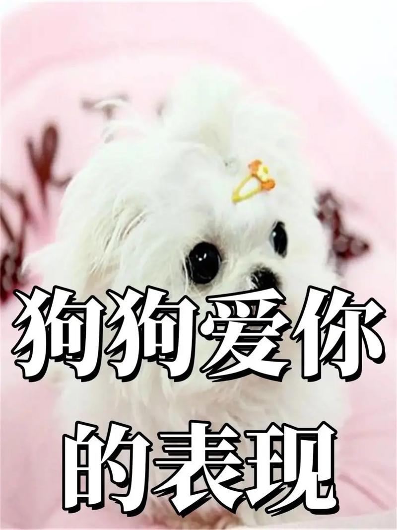 狗狗爱你的表现