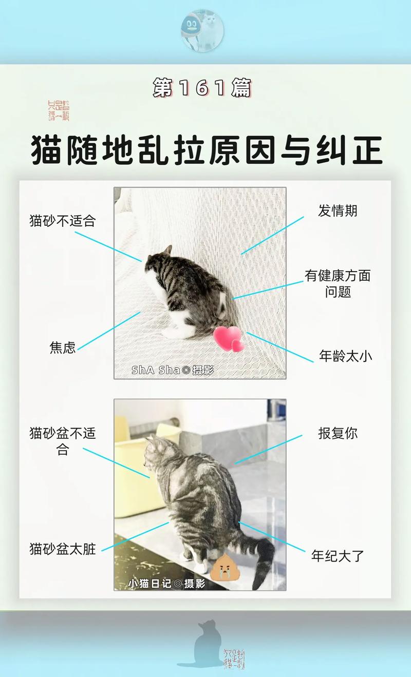 猫随地大小便怎么解决