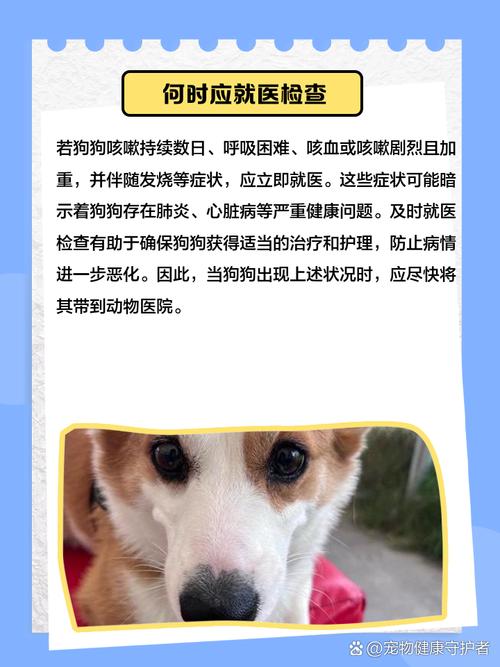 狗狗有点咳嗽打了疫苗