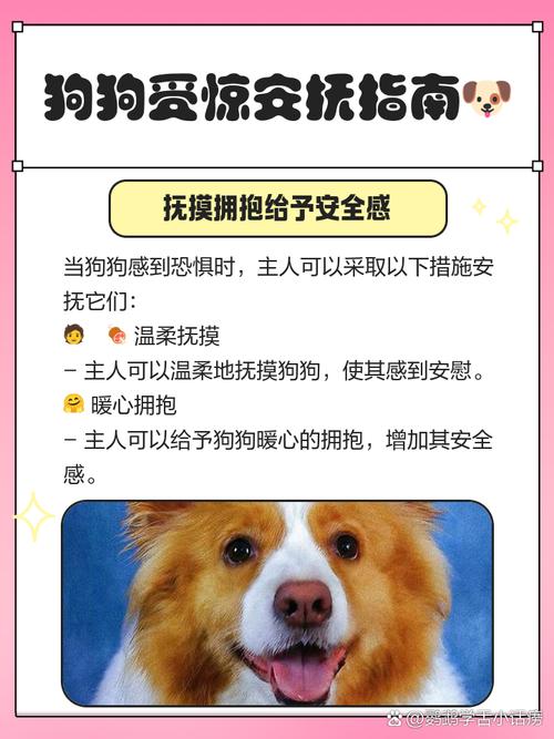 狗狗突然很害怕发抖到处躲,可能是因为以下原因: