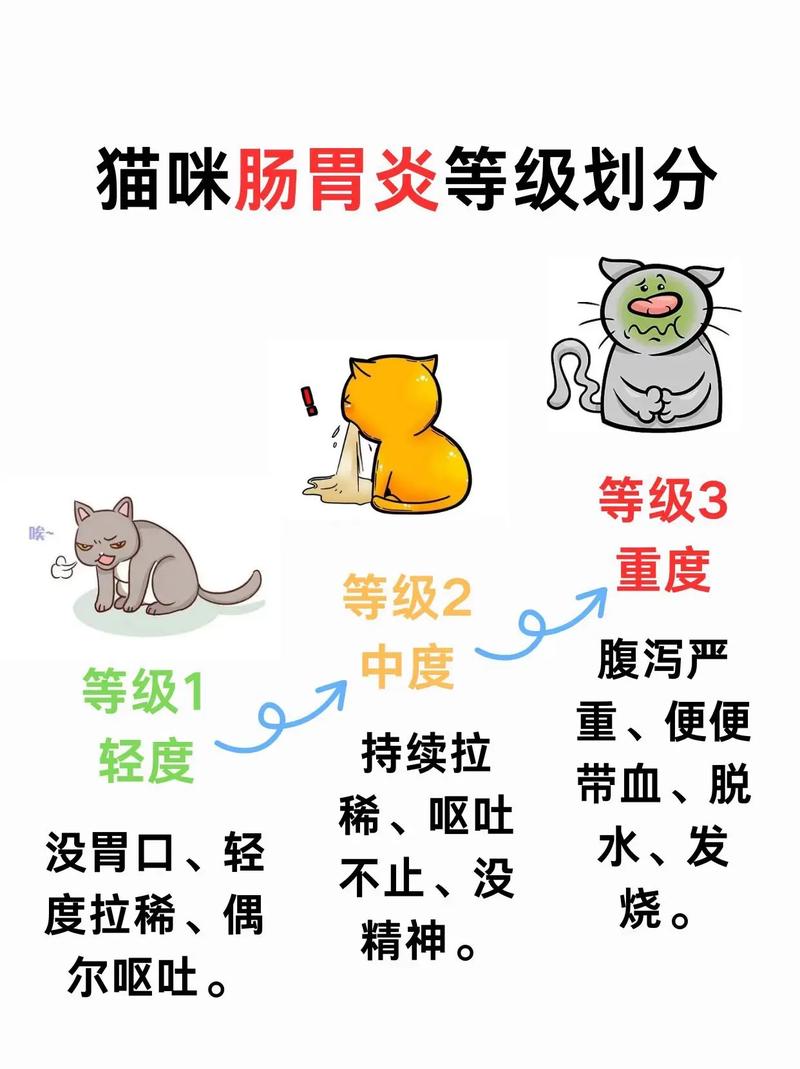 猫咪肠胃炎怎么办?