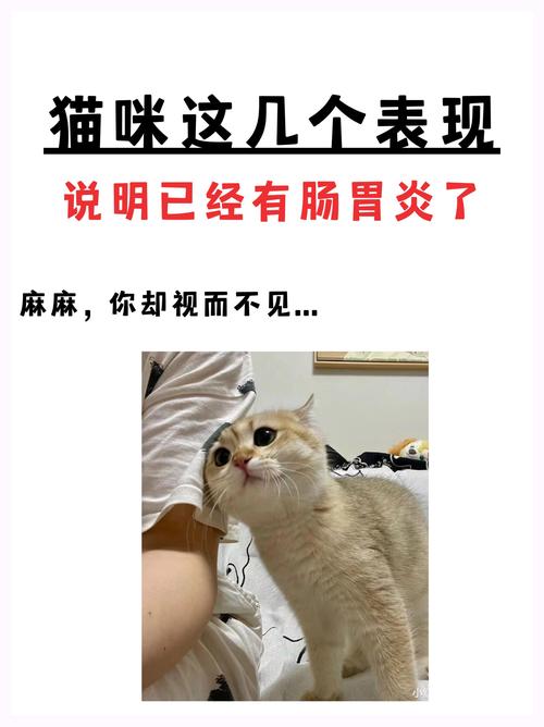 求助!!我的猫咪患肠胃炎,已经五天没有吃东西了,急求高手!