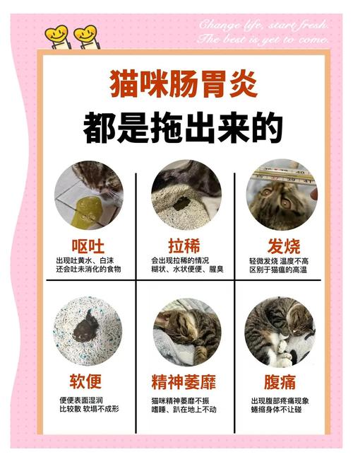 猫咪肠胃炎在家自救方法