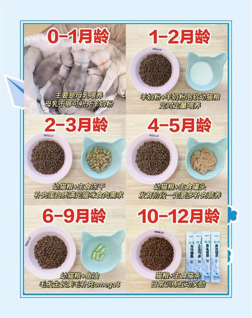 满月的小猫咪怎么喂养?