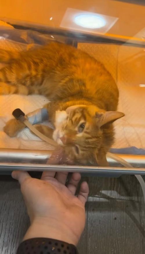 猫从高处摔下来有事吗