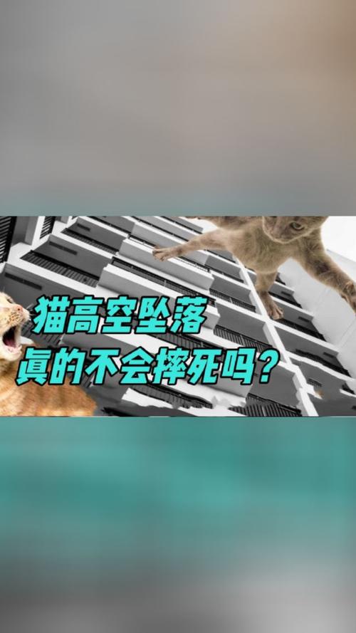 猫为什么从高处摔下不死