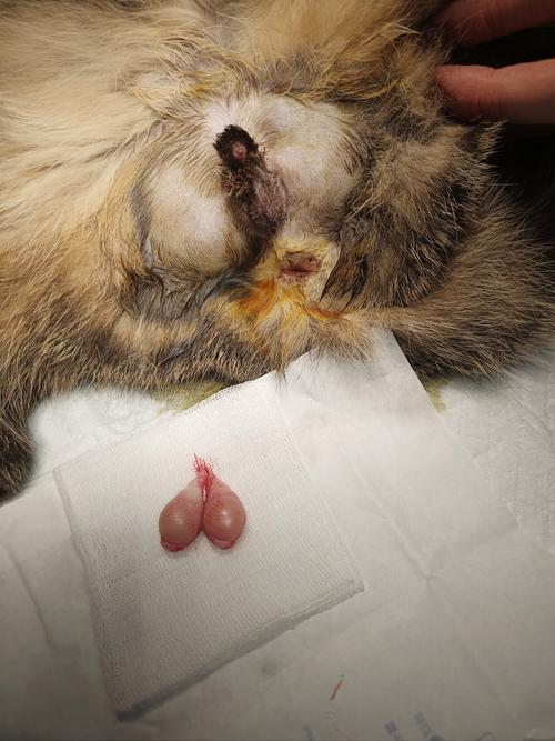 猫3岁了还可以绝育吗?