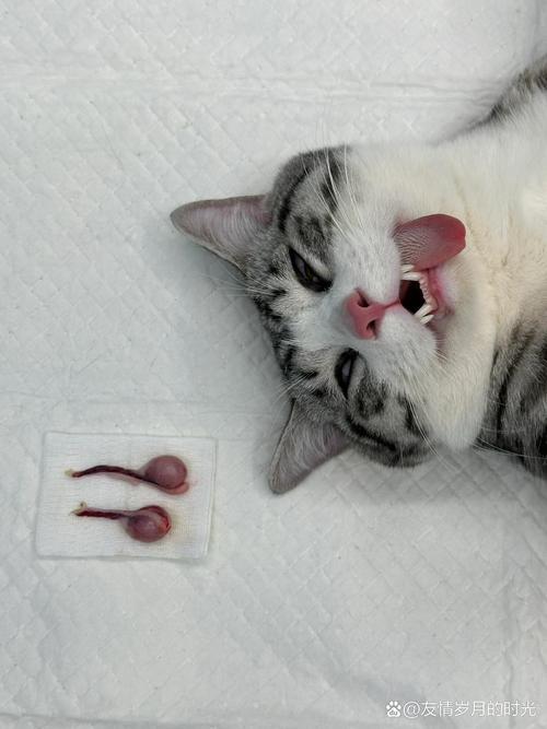 猫咪多大可以做绝育