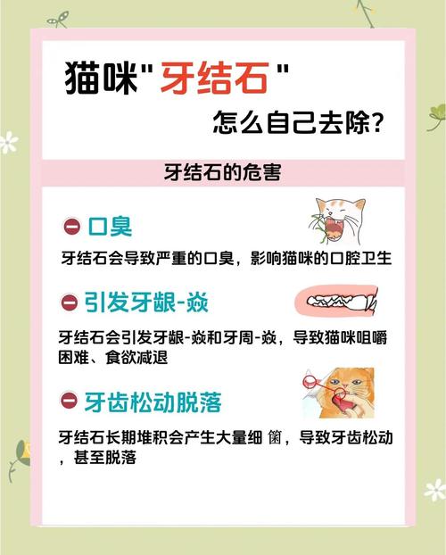 猫猫牙结石怎么去除