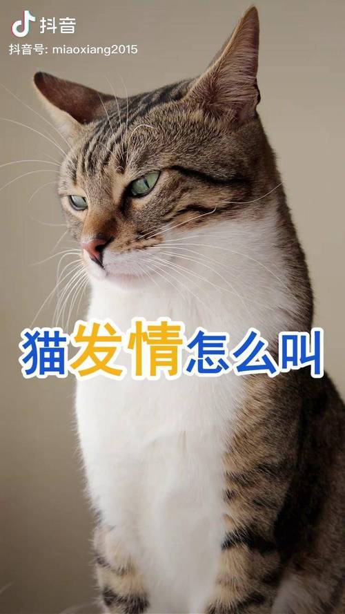 猫咪发情期的时候一直舔屁股还呜呜的叫是怎么回事?