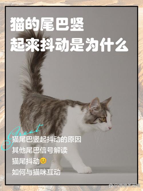 猫咪的尾巴竖起来是什么意思?