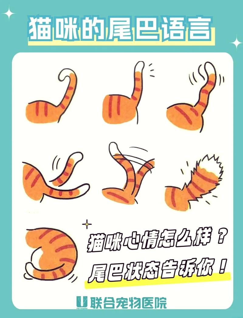 猫尾巴竖起来什么意思