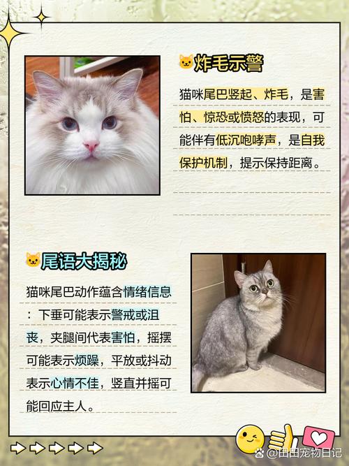 猫咪竖尾巴是什么意思