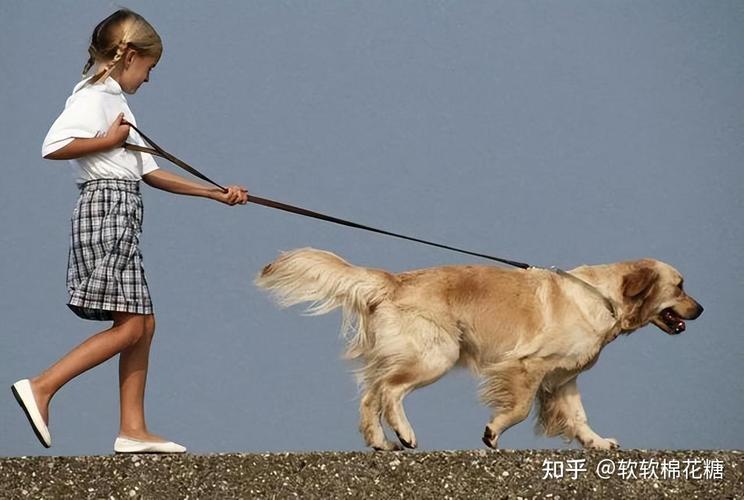 狗狗刚吃饱可以遛狗吗