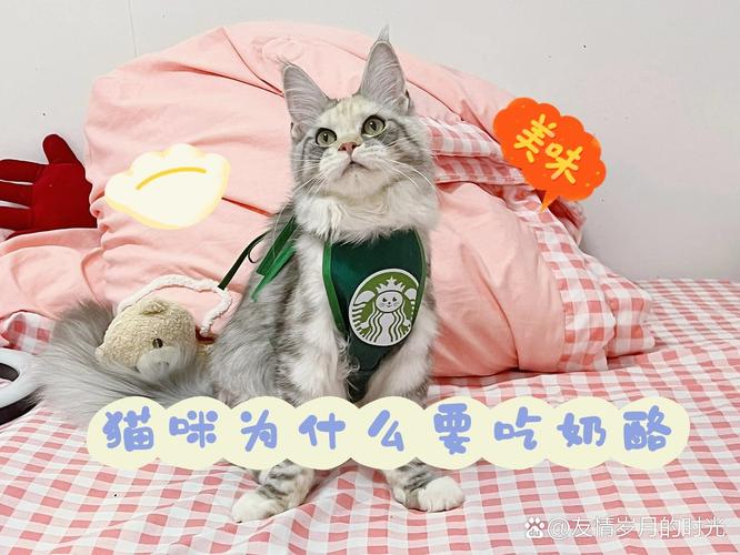 猫能不能吃奶酪