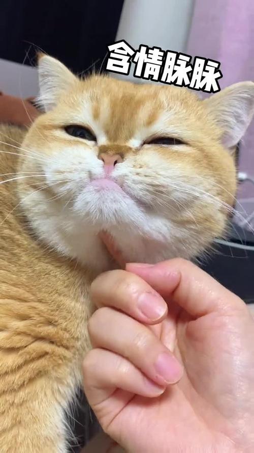 猫咪发情了还能手术绝育吗?