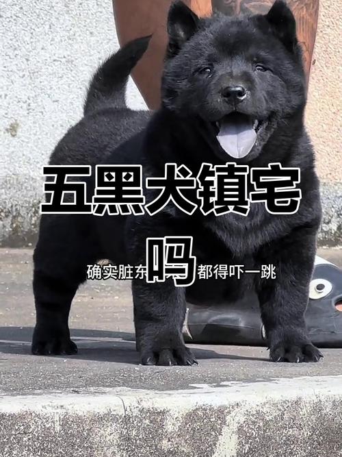 柴犬名字大全