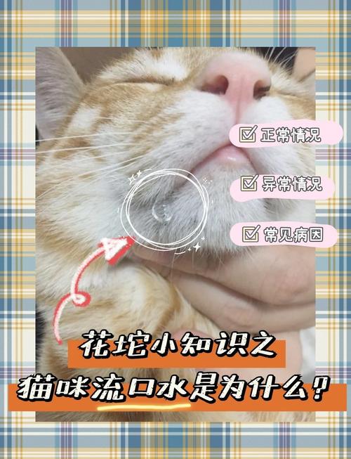 猫咪嘴巴闭不上,舌头伸在外面,一直流口水,闻着一股腐臭是怎么回事...