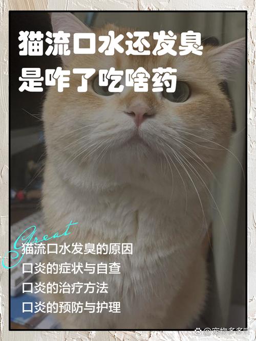 猫咪频繁流口水是怎么回事吃什么药