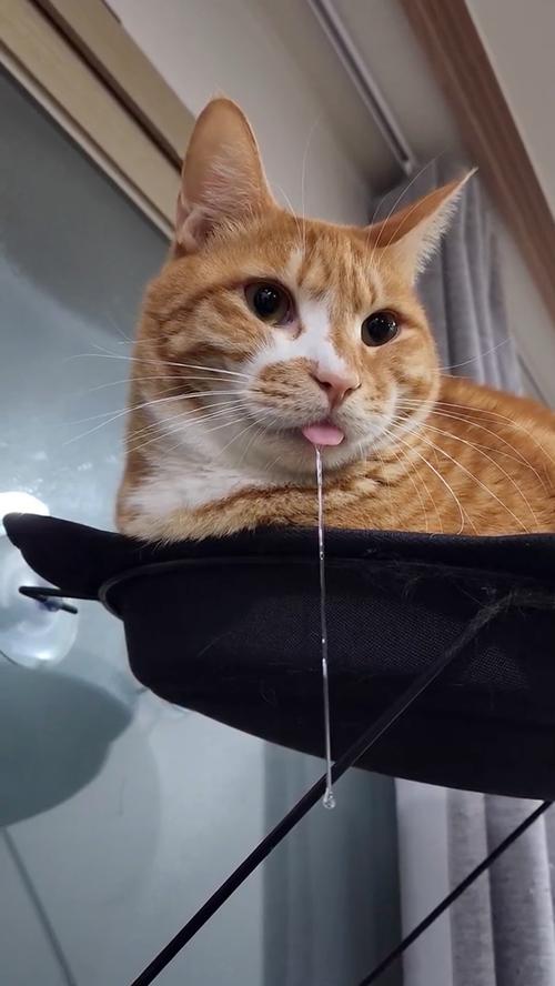 猫咪全身发抖流口水站不起来