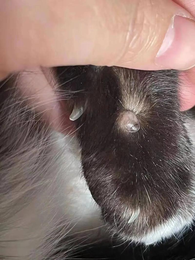 猫咪淋巴瘤多久会难受