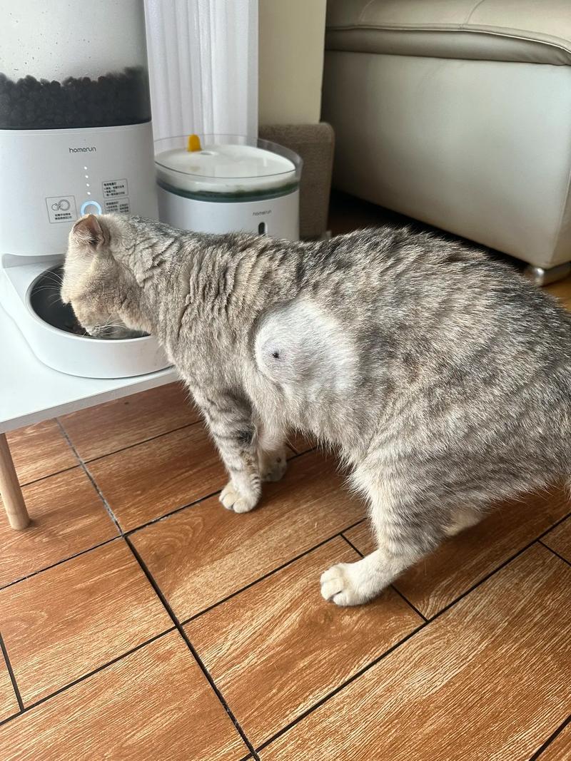 猫咪脖子里面摸着像瘤