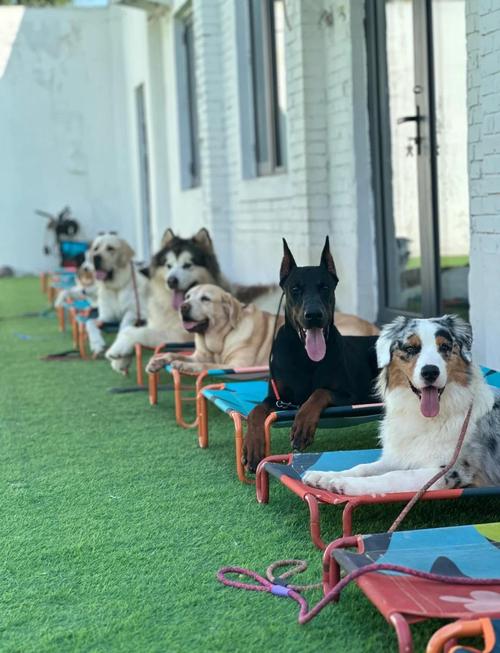 重庆哪里有训犬学校,有没有人将自己的狗狗送去训练的?