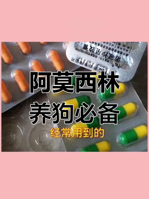 5斤的狗狗吃多少阿莫西林