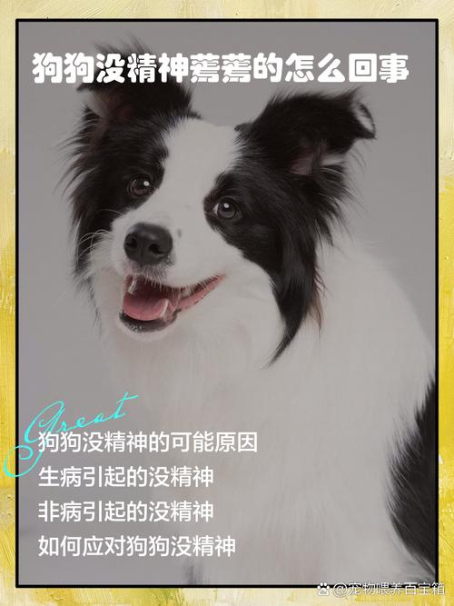狗狗精神不好不吃不喝怎么回事?