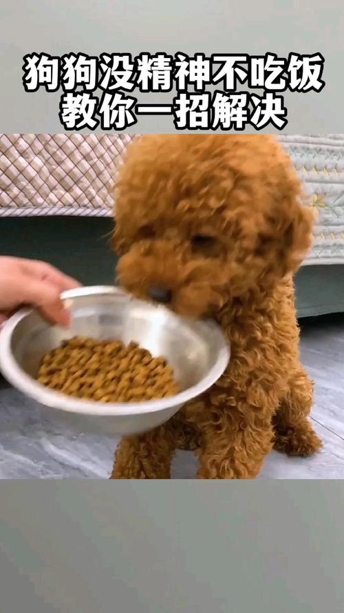 狗狗几天不吃东西没精神怎么办