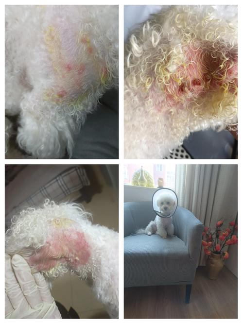 比熊得了脓皮症会传染给其他的狗狗或者人吗